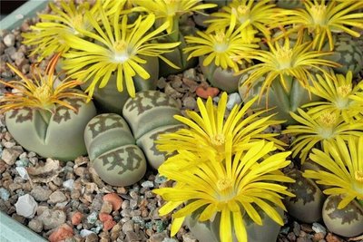 Lithops dorotheae gehört zur Familie der Mittagsblumengewächse. Hans-Jörg Voigt züchtet sie und zeigt sie zur Schau. 