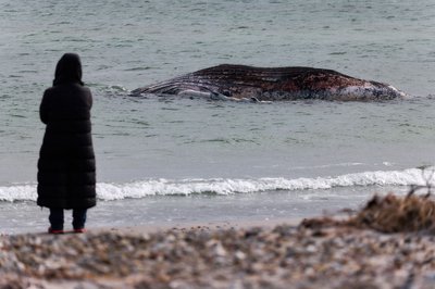 Die Tierärztin Anne Herrschaft unweit vom toten Buckelwal, der vor der dänischen Insel Anholt liegt. 