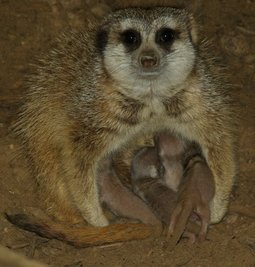 Erdmännchen 
