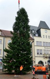 Mittelsachsens Größter: Die Weißtanne in Frankenberg, hier beim Aufbau am Haken, misst 15,64 Meter. 