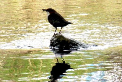 Scheu und schön. Wasseramseln mögen sauberes Wasser. Mit viel Glück sieht man an der Göltzsch sogar Eisvögel.