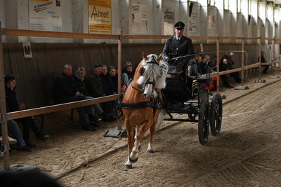 Die Deckstation Seelitz lädt am 10. April zum Züchterabend ein.
