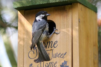 Am Samstag kann die ganze Familie etwas über Nester der verschiedenen Vogelarten erfahren.