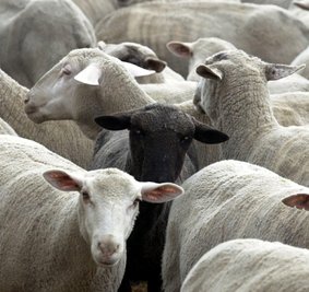 Jede Menge Schafe könnten demnächst durch Wechselburg ziehen.