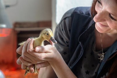 Einige Tiere aus der erfolgreichen Streicherenten-Zucht möchte Franziska Lindner auch ausstellen.