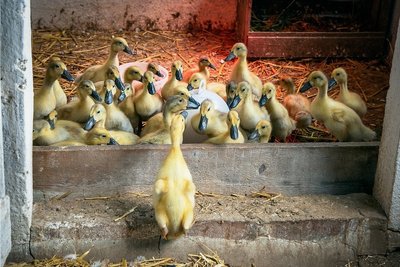 Große Aufregung herrscht auch im Entenstall. Die "Quarkels" der jungen Medizinerin warten wegen des unbeständigen Wetters noch auf Freigang.