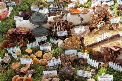 Rund 150 Pilzarten zeigt Familie Strobelt bei der Ausstellung in der Baumschule Freiberg.