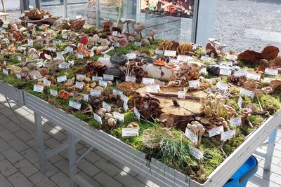 Knapp drei Stunden im Wald bei Zwönitz habe es gedauert, die Pilze zu finden.