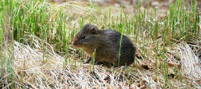 Sumpfmeerschweinchen gehören ebenfalls zu den Neulingen.