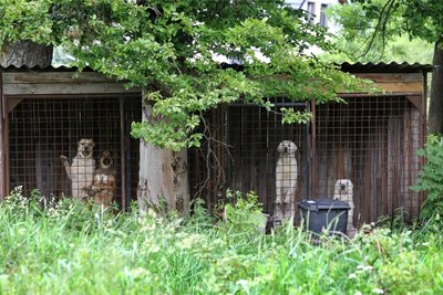 Die Zwinger mit den vier Hunden stehen auf einer Wiese in České Hamry direkt hinter der Grenze. Das Foto wurde von deutscher Seite aus aufgenommen.