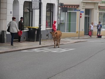 Das junge Rind ist am Dienstagvormittag auf seiner Flucht quer durch die Innenstadt von Mittweida auch auf der Rochlitzer Straße gesichtet worden. Hier standen zufällig Reporter des Hochschulradiosenders 99drei. Ihnen gelang dieser Schnappschuss. 