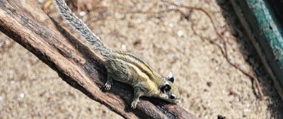 Himalaya-Streifenhörnchen gibt es nur in zwei weiteren deutschen Zoos.