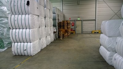 In einer Lagerhalle eines Mittweidaer Textilbetriebes endete für das junge Rind die spektakuläre Flucht. Hier konnte ein Mitarbeiter das Tier in einen Container einschließen. Ein Tierarzt betäubte den Vierbeiner, der unversehrt in seinen Stall zurück gebracht werden konnte. 