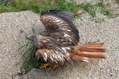 Asyl in der Wildvogelpflege: Dieser Milan wurde durch eine Windkraftanlage verletzt und hat nur noch einen intakten Flügel.