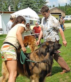 
              <p class="artikelinhalt">Ringrichterin Rita Sachslehner aus Österreich (r.) bei der Bewertung des Leonberger Rüden "Falk Löwe vom Zschopautal" aus Falkenhain, vorgeführt von Annett Bergmann (l.). </p>
            