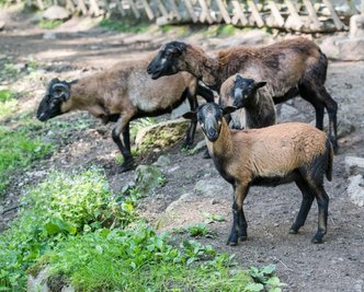 Die Kamerunschafe teilen sich im Naturpark Köbe ihr Gehege mit den Zwergziegen