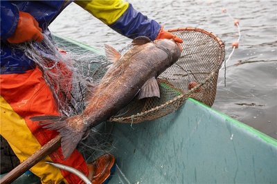 2021 wurden drei Tonnen Silberkarpfen aus der Pöhl gefischt. Fischsterben könnte den Urlaubsspaß trüben.