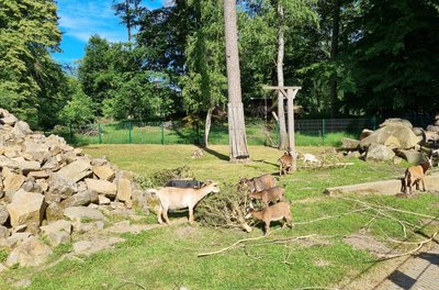 Das Wildgehege Moritzburg ist der älteste Wildpark Sachsens.