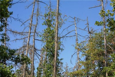 Vertrocknete Bäume am Wanderweg zum Mosenturm sind kahl und sterben ab. Der Wald leidet.