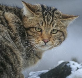 Eine Wildkatze ähnelt einer Hauskatze nur bedingt. 