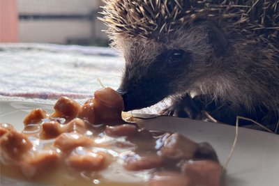 Borstel vor seiner Entlassung in die Tierschutzstation. Das Katzenfutter muss nicht mehr verdünnt werden.
