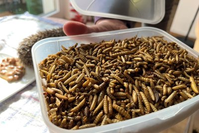 Christine Grzelka mischt dem Futter Soldatenfliegenlarven bei, die sie vorher mit einem Mörser zerkleinert.