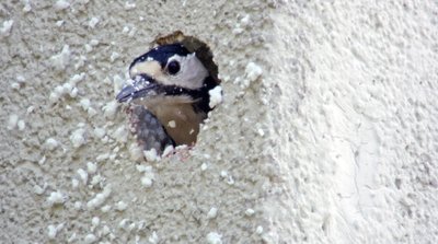 Ein Buntspecht bei seiner Arbeit an einer Häuserfassade. 