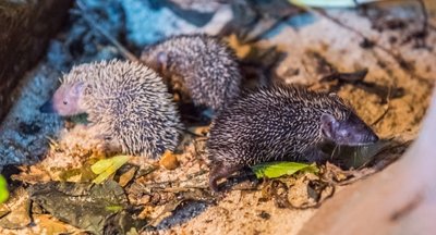 Igelnachwuchs im Auer Zoo