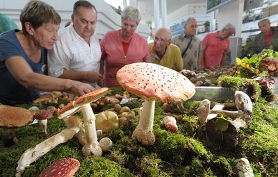Auch in diesem Jahr wird Sieglinde Köhler (vorn) bei der Gartenwoche im Neefepark Beratung zu Pilzfunden geben.