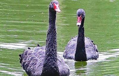 Das neue Schwanen-Paar im Crimmitschauer Sahnpark geht nicht mehr auf Distanz. Doch dafür brauchte es mehrere Wochen. 