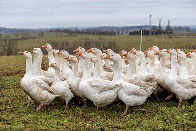 Schlachttag auf dem Hof in Rützengrün: Hier laufen sie noch, die Weihnachtsbraten beziehungsweise die Gänse in Freilandhaltung bei Gruschwitz und Schürer.