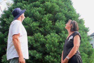 Gabriele und Andreas Schubert haben den ältesten Baum der Erde in ihrem Garten stehen. 