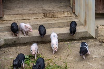 Wenn die Rasselbande den Stall verlässt, ist es schwierig, sie alle auf ein Foto zu bannen. Neun Ferkel wuseln durch das Gehege im Auer Zoo der Minis.