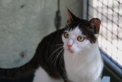 Benni im Tierheim Freiberg ist ein absoluter Kuschelkater.