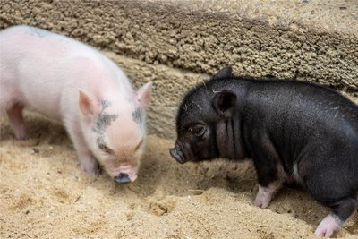 Mutter Rosalie ist so gezeichnet wie das Ferkelchen links, Vater Rudi ist so schwarz wie das links.