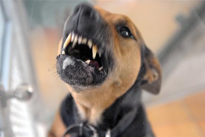 Zähnefletschender Hund.