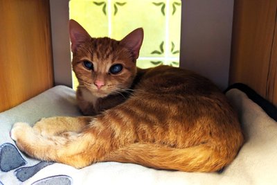 Katze Simone ist eine der besonderen Vermittlungen, die am Streunersteintag vorgestellt wurden.