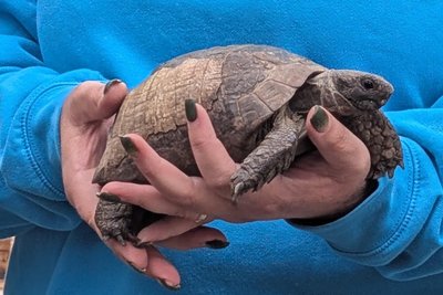 Schildkröte Edgar hat einen Waldbrand überlebt und sucht ein neues Zuhause.