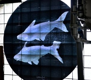 Diese Fische gab es schon im Vorjahr zu sehen. 