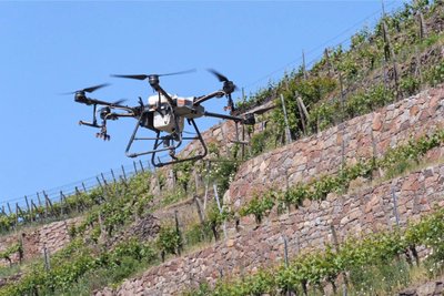Die Sprühdrohne von Ulrich Hennig im Weinberg von Schloss Wackerbarth.