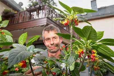 André Hering und seine Gartenexoten: Die Papageienpflanze verdankt den Namen ihren Blüten, die dem Schnäbeln der bunten Vögel ähneln. 