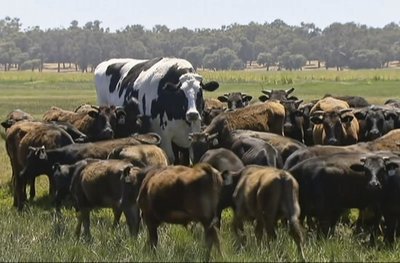 In diesem Bild, das aus einem Video gemacht wurde, steht der Ochse «Knickers», ein großer Holsteiner-Friese, (M) mit einer Rinderherde auf einer Weide.