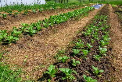 Maik Fethke und Bettina Mertens haben die Linderei in Weigmannsdorf gegründet. Dort bringen sie neue Anbau-Philosophien wie Permakultur oder Market Gardening ins Erzgebirge. 