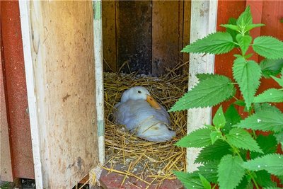 Maik Fethke und Bettina Mertens haben die Linderei in Weigmannsdorf gegründet. Dort bringen sie neue Anbau-Philosophien wie Permakultur oder Market Gardening ins Erzgebirge. 