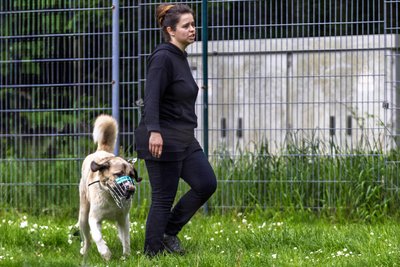 Im Tierheim bekam der Kangal den Namen Talos. Helferinnen wie Lissi Burkhardt betreuen ihn. Training mit Maulkorb gehört dazu.