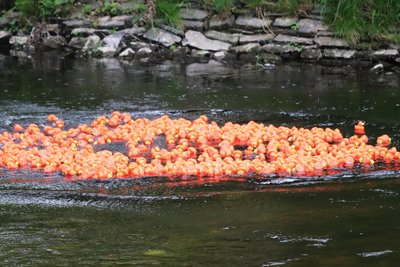 Die Enten werden am 18. Mai auf der Flöha zu Wasser gelassen.