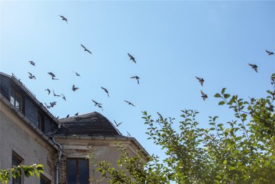 Schwärme von Tauben kreisen am Himmel. Die Vögel nisten in einer Haselbrunner Ruine.