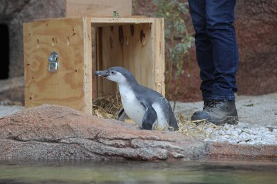 Die ersten Pinguine sind am Donnerstagnachmittag im Tierpark Limbach-Oberfrohna eingetroffen.
