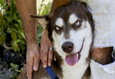 Sinatra, ein braun-weißer Husky, sitzt zu Füßen von seinem Finder Gregory Verrill in dessen Haus. Vor eineinhalb Jahren war Sinatra in New York weggelaufen - dann tauchte der Husky-Hund im US-Sonnenstaat Florida wieder auf.