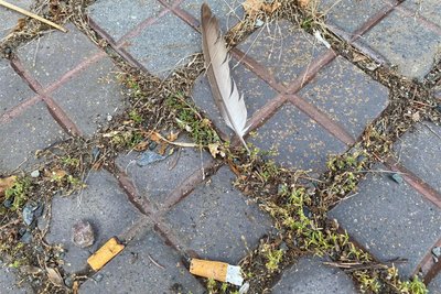 Federn von Tauben auf dem Bürgersteig sind noch das kleinste Übel. Auch tote Tiere oder abgenagte Knochen liegen dort - letztere werden etwa von Greifvögeln hinterlassen, die es auf das kranke Getier abgesehen haben.